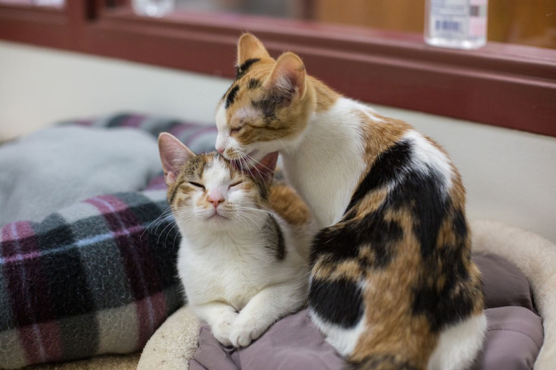 Kucing Suka Menjilat Badan Kucing Lain, Intip Alasan Dibalik Sikapnya