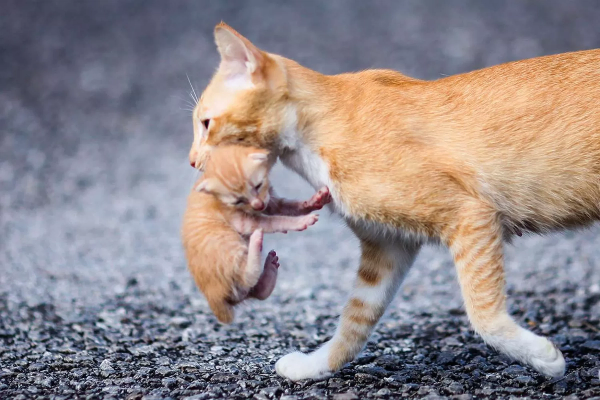 Induk Kucing Suka Memindahkan Anaknya, Kenapa?