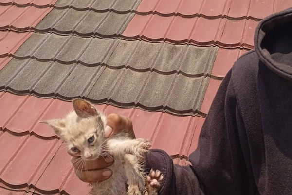 Anak Kucing Putih Terjebak di Pipa Paralon Pembuangan Air di Jawa Barat Berhasil Dievakuasi