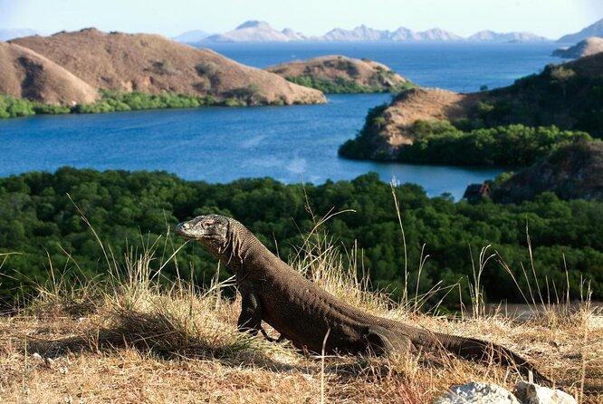 Masyarakat Kembali Meributkan Soal Kuota Wisatawan Yang Dibatasi di Taman Nasional Komodo
