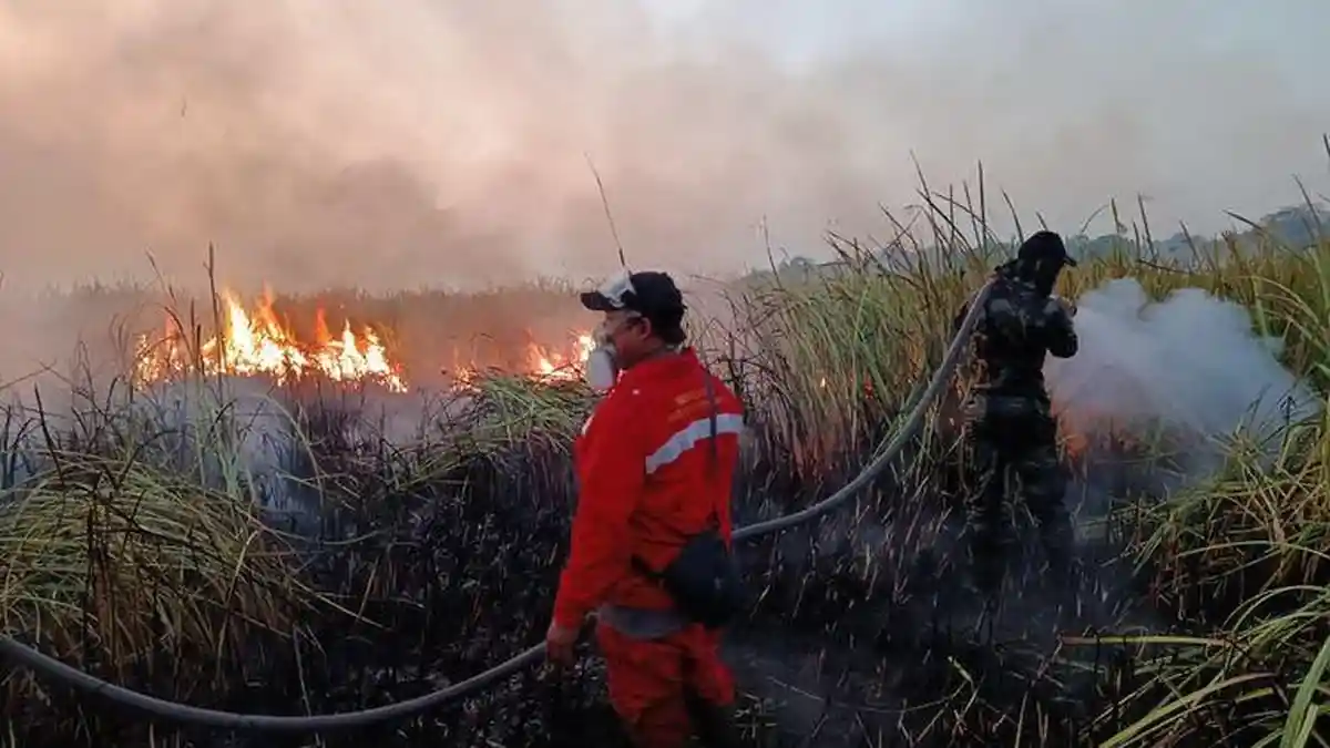 Kebakaran Hutan Kalimantan Diduga Ada Keterlibatan Manusia, Bagaimana Nasib Satwa?