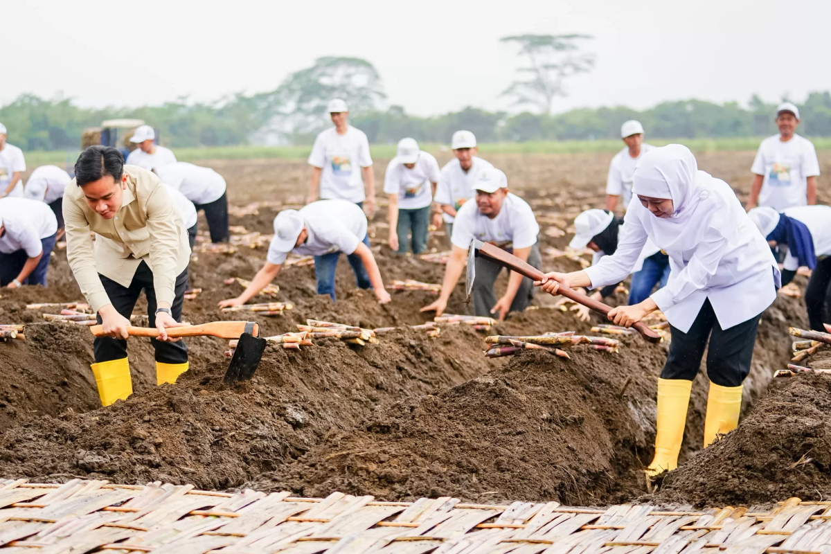 Wapres Indonesia, Gibran Turun Tangan Langsung Untuk Menanam Tebu Dalam Rangka Swasembada Gula Nasional 2027