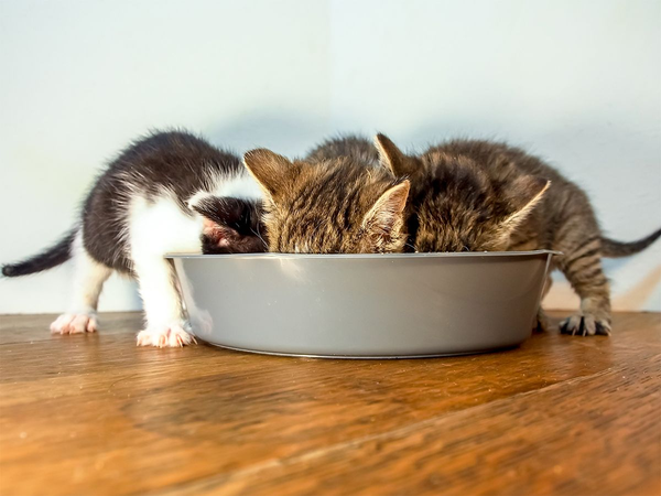 Anak Kucing Punya Nafsu Makan Yang Lebih Tinggi, Mengapa?