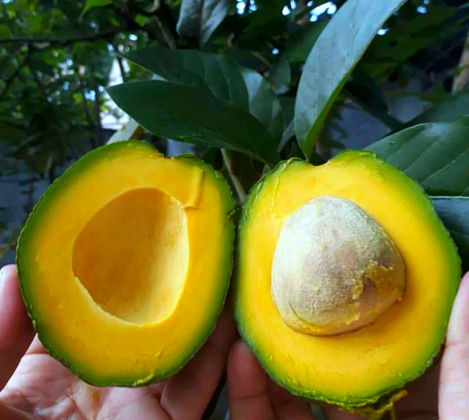 Pecinta Alpukat Wajib Tahu! Ini Makanan Pendamping Yang Bagus Untuk Dimakan Bersama