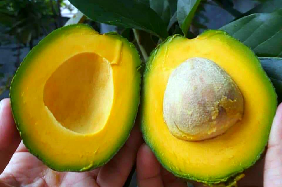 Pecinta Alpukat Wajib Tahu! Ini Makanan Pendamping Yang Bagus Untuk Dimakan Bersama