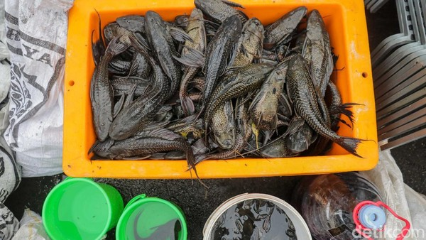 Overpopulasi! Ikan Sapu-Sapu di Beberapa Ekosistem Perairan Mulai Dimusnahkan