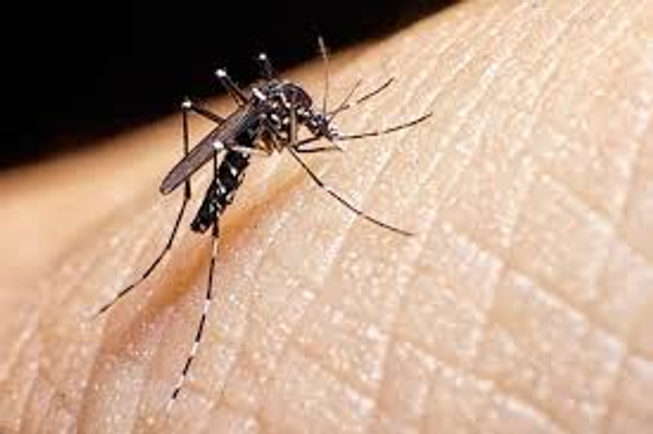 Waspada Perkembangan Nyamuk Malaria Akibat Perubahan Cuaca