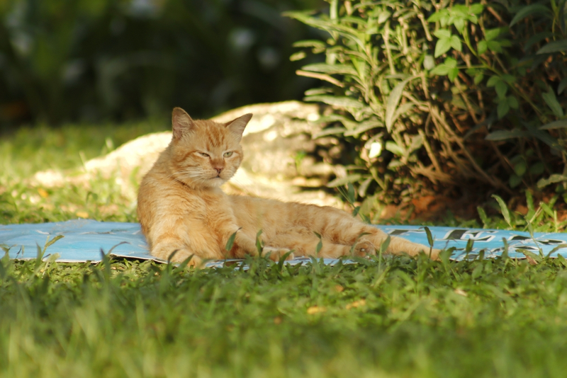 Kucing Oren Dianggap Lebih Nakal dan Berani Dibanding Kucing Lain, Benarkan Gen Warna Berpengaruh?