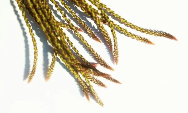 Tout ce que vous devez savoir sur la Prime de Partage de la Valeur (PPV)