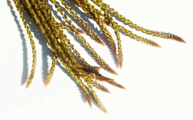 Tout ce que vous devez savoir sur la Prime de Partage de la Valeur (PPV)