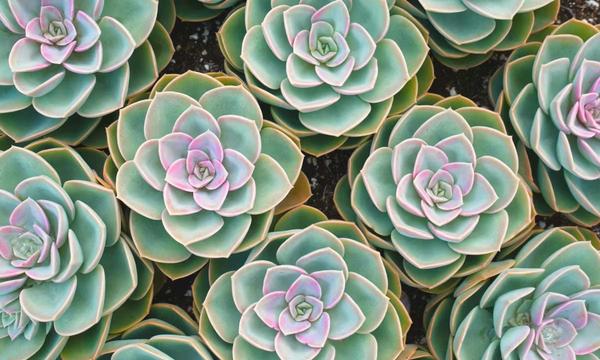 Comment calculer les cotisations sociales des indépendants ?