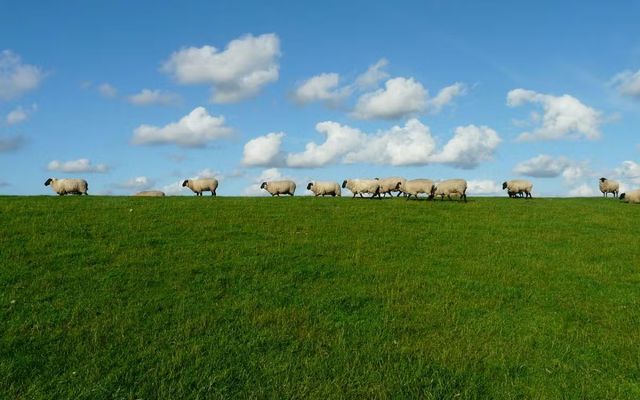 Les prestations du vétérinaire dans un refuge animalier