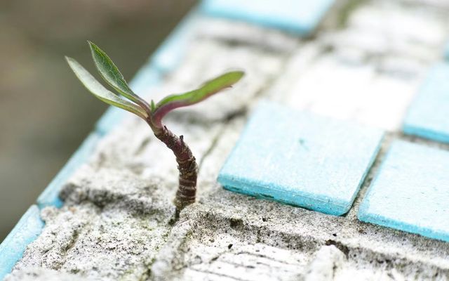 Entreprise individuelle ou micro-entreprise : quel statut choisir ?