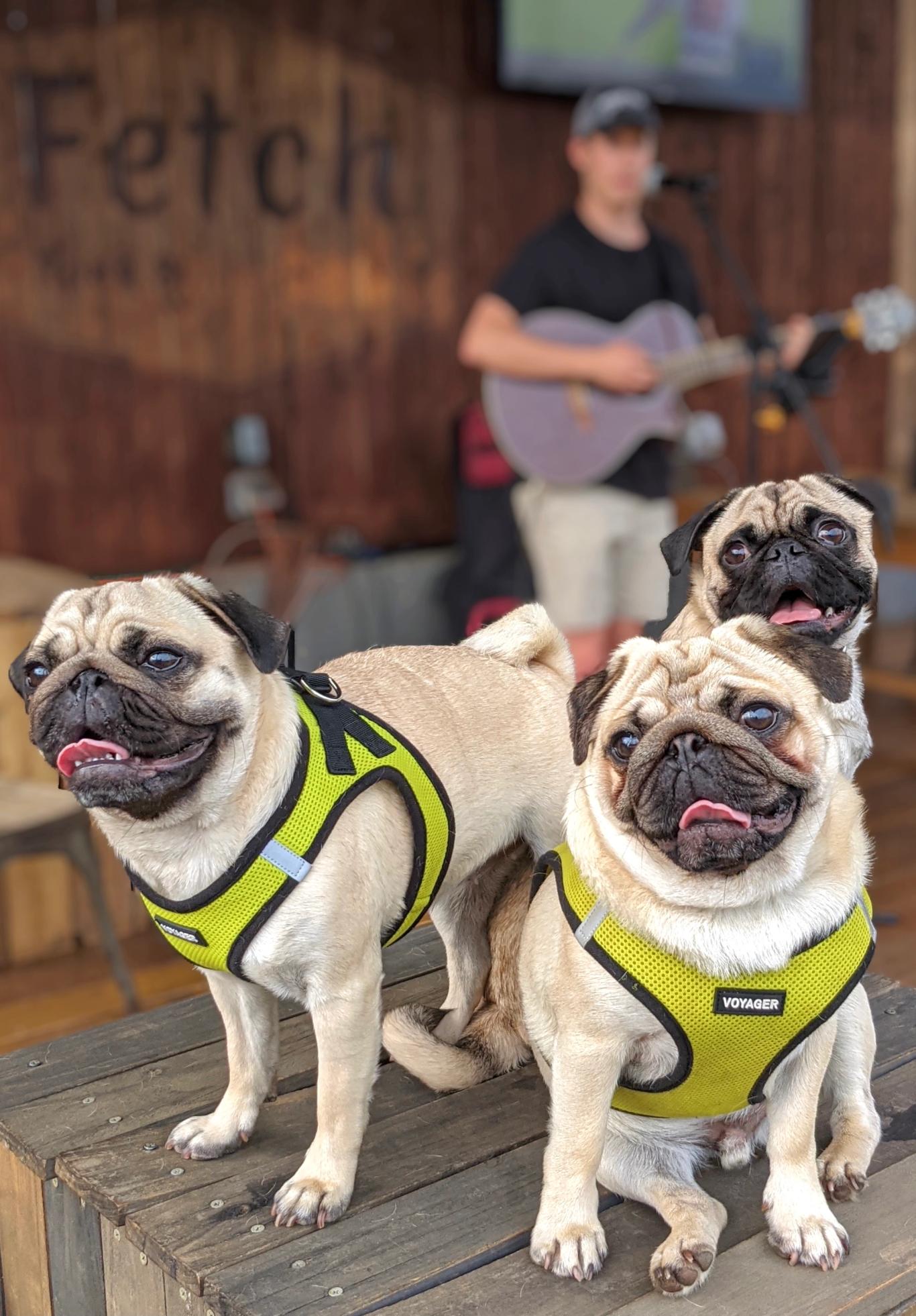 Fetch Park Buckhead, GA