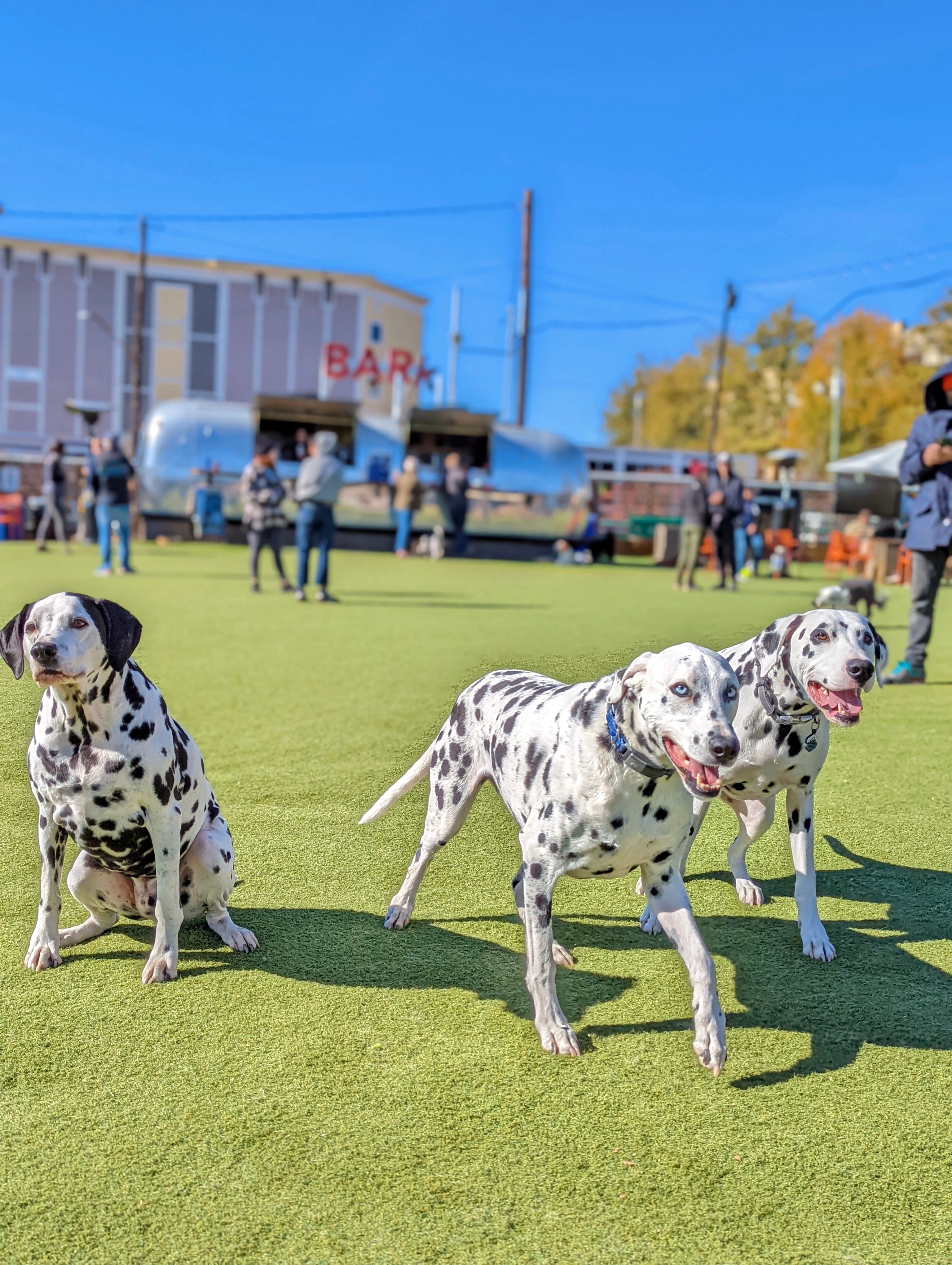 Fetch Park West Midtown fetch-park-west-midtown