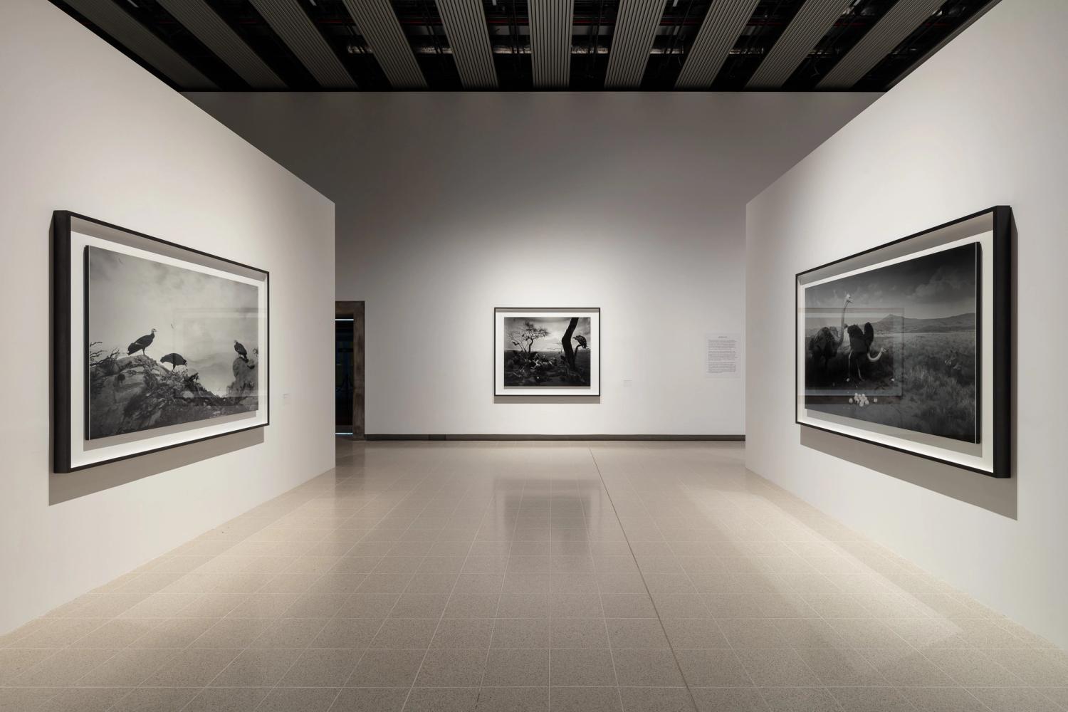 A photograph of a gallery space with three large black and white framed photographic prints of black and white landscapes
