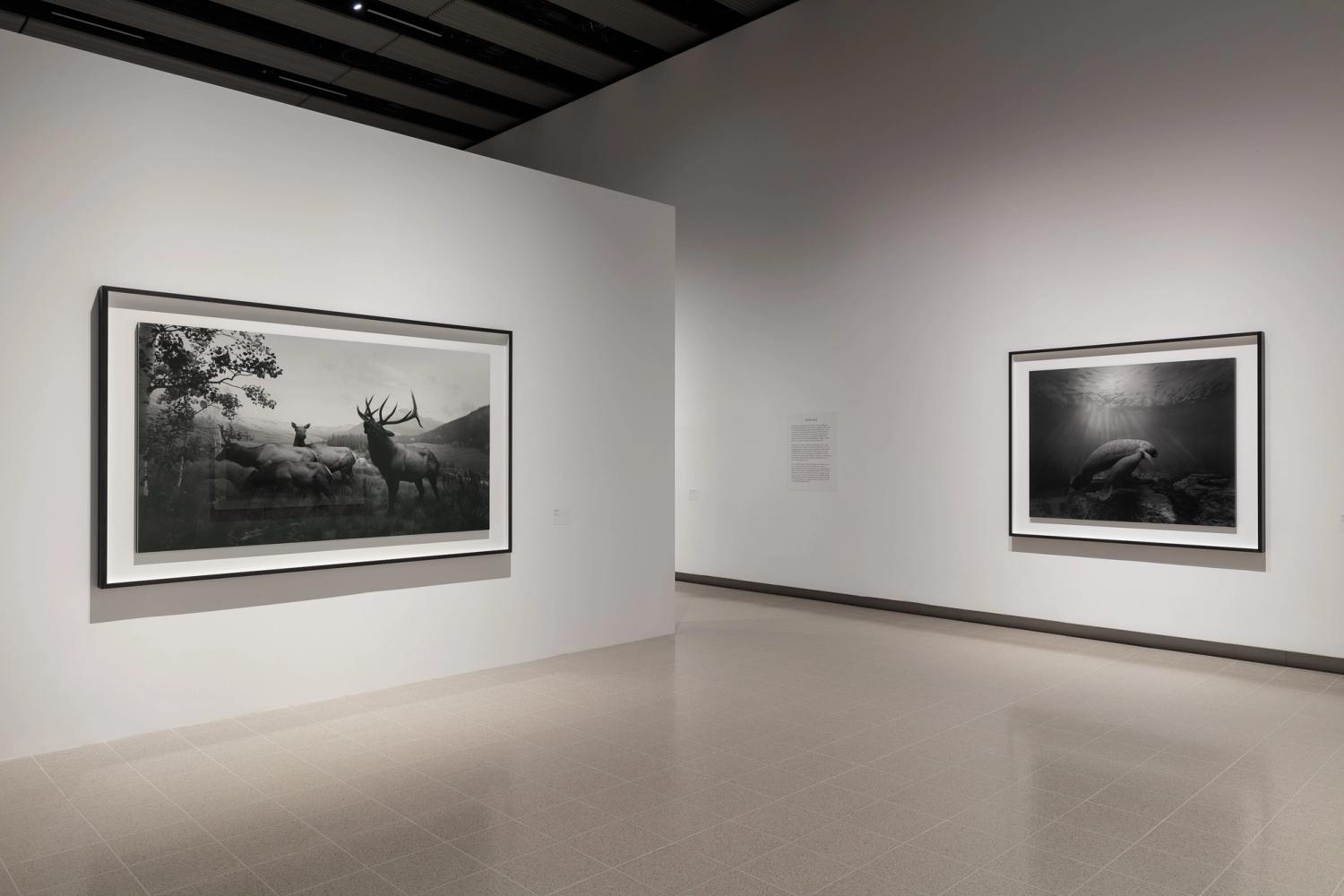 Photograph of a gallery space with two large framed black and white prints of animals in natural landscapes