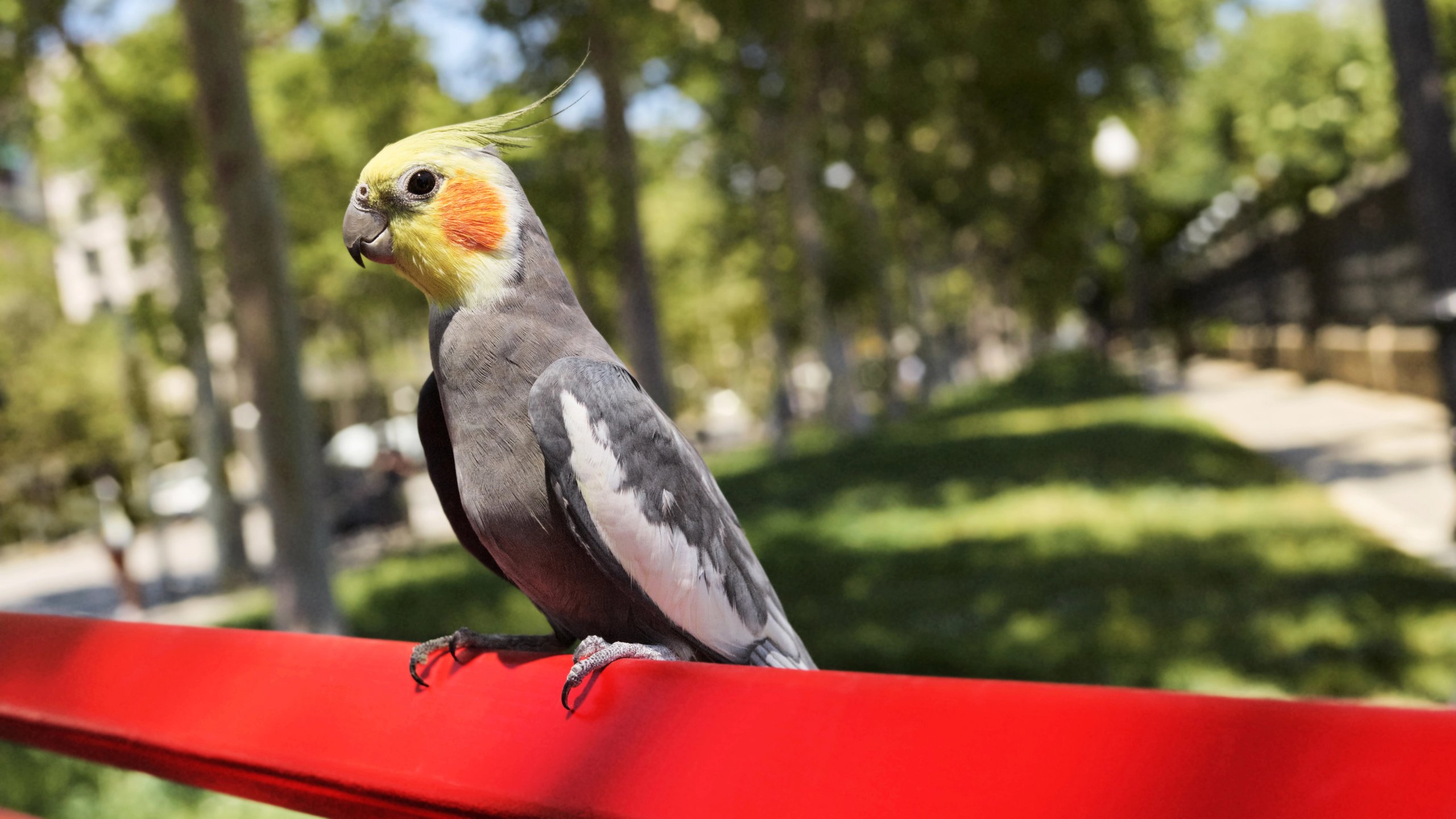 Cockatiel perched on red railing in sunny park for Hoxton Hotel Dis-Loyalty Membership campaign