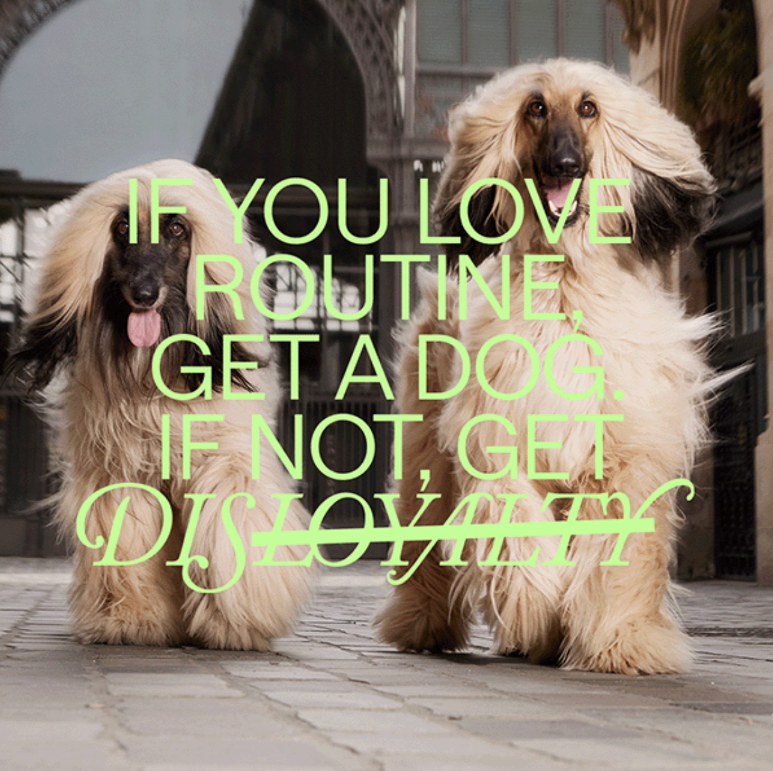 Two Afghan hounds on London street with Dis-Loyalty text overlay for Hoxton Hotel campaign