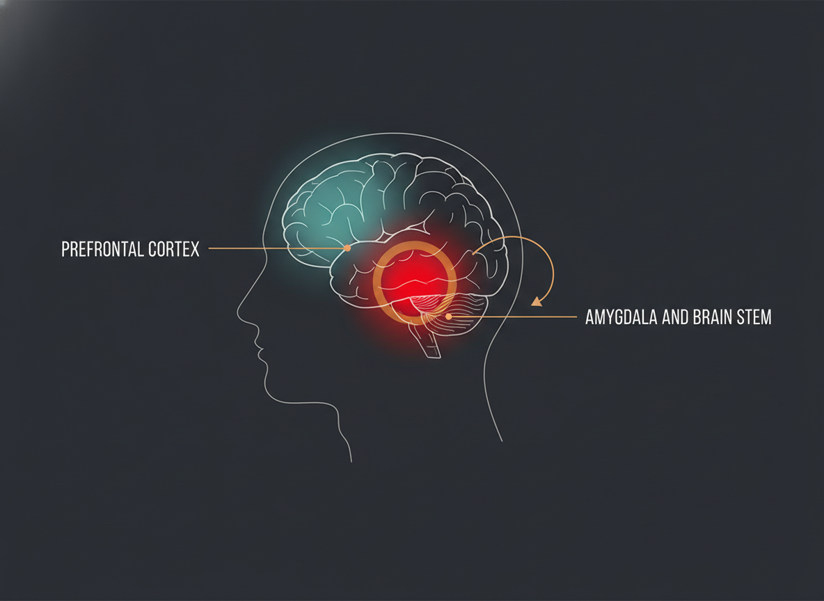 Diagram of the brain showing the prefrontal cortex dimmed and the amygdala and brain stem active, as control shifts under stress.