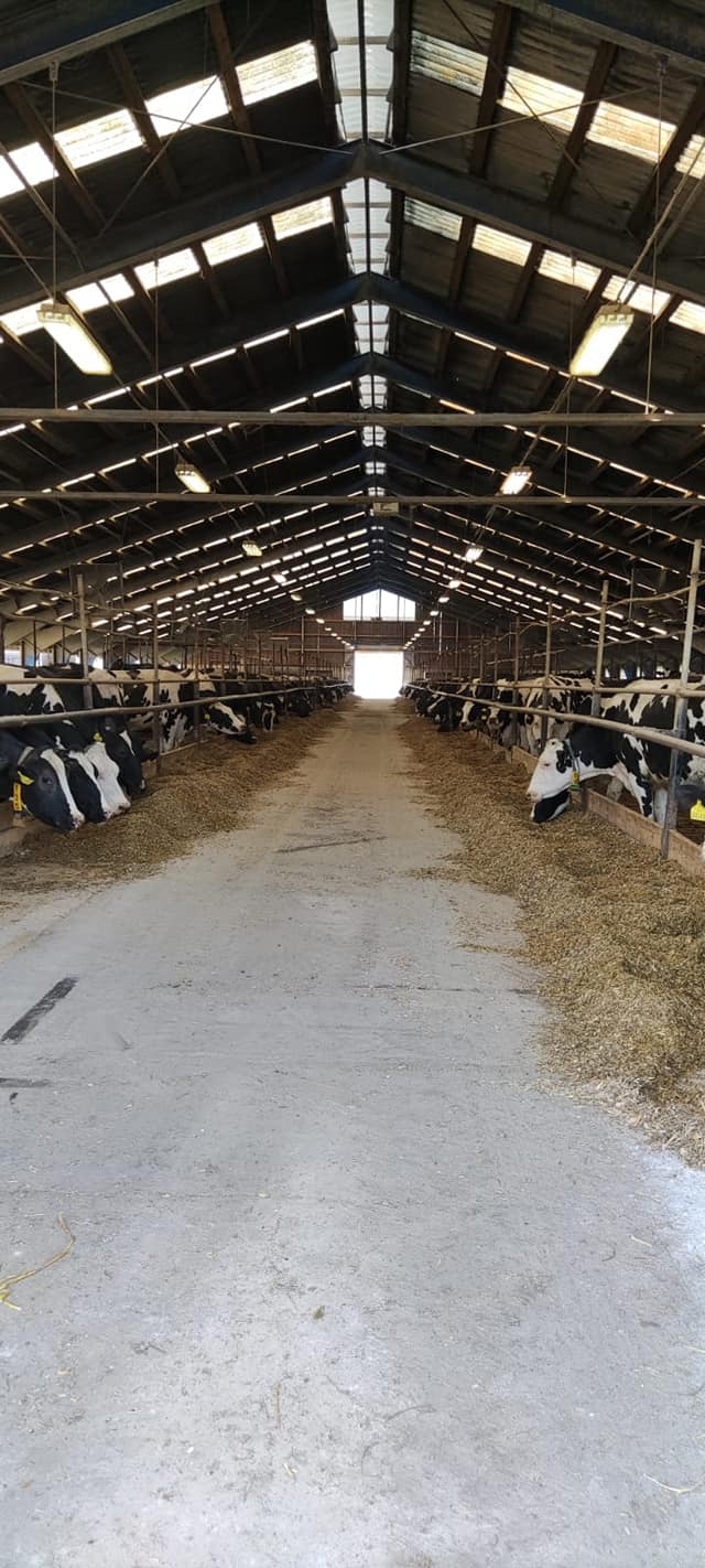 Volné ustájení krav na Hadačce