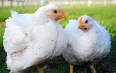 Obrázek příspěvku