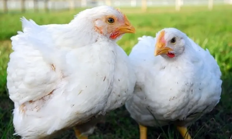 Obrázek příspěvku