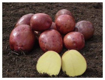 Obrázek příspěvku