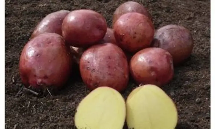 Obrázek příspěvku