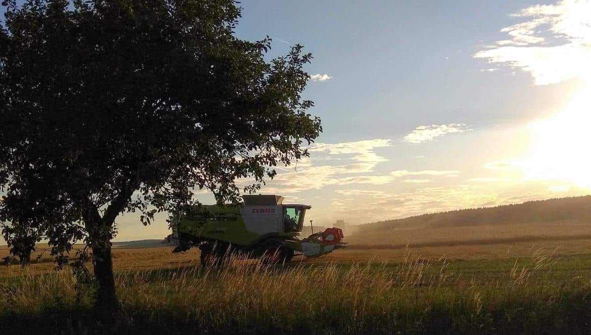 Sklizeň obilovin