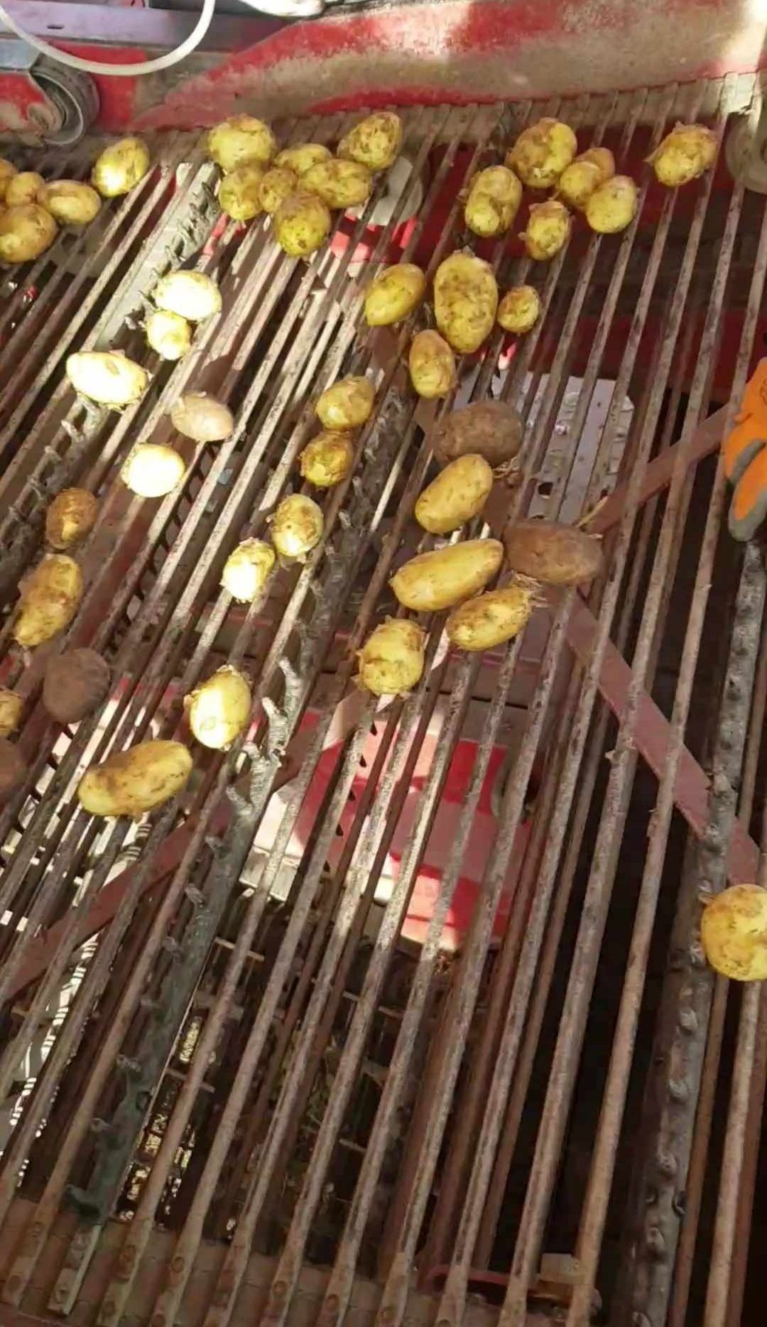 Rané brambory - odrůda Monika