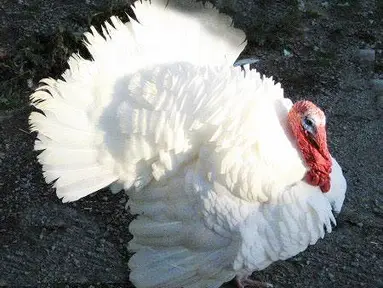 Obrázek příspěvku