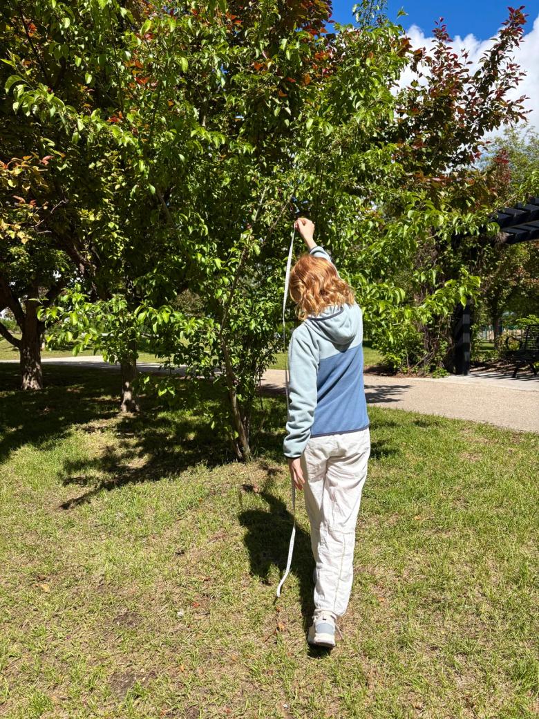 A child in a blue fleece reaches up to hold a measuring tape against the branches of a leafy tree in a sunny park.