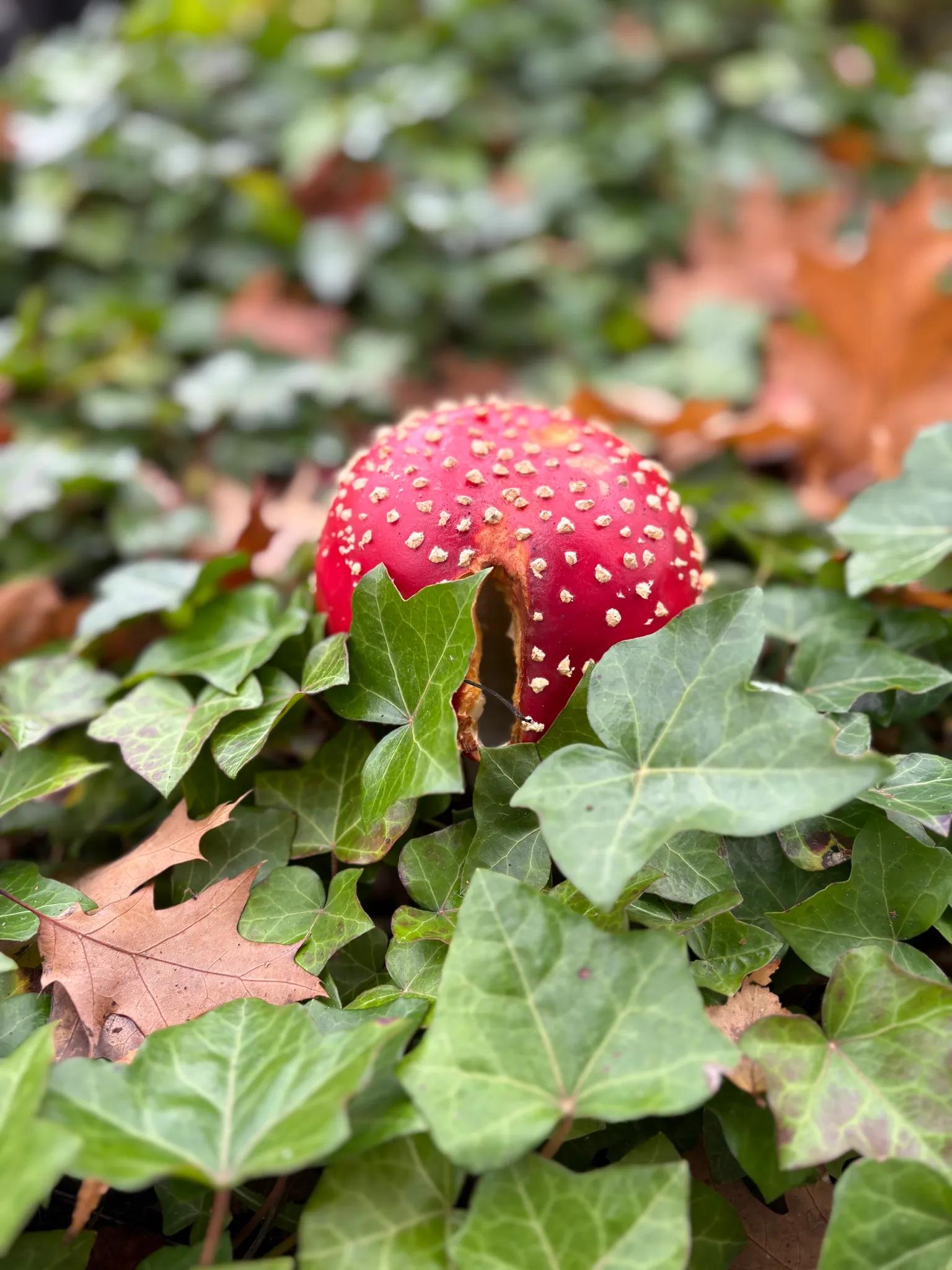 A red and white spotted mushroom growing among ivy and fallen autumn leaves.