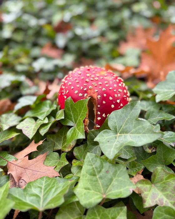 A red and white spotted mushroom growing among ivy and fallen autumn leaves.