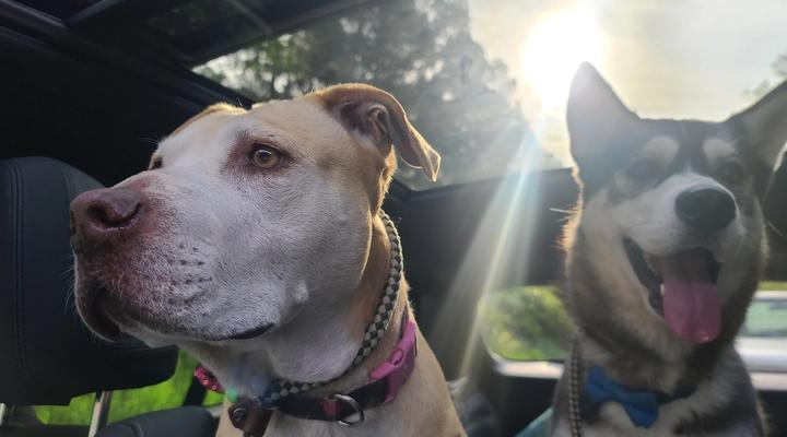 Sales Pitch: Boutique Pet Transportation Services