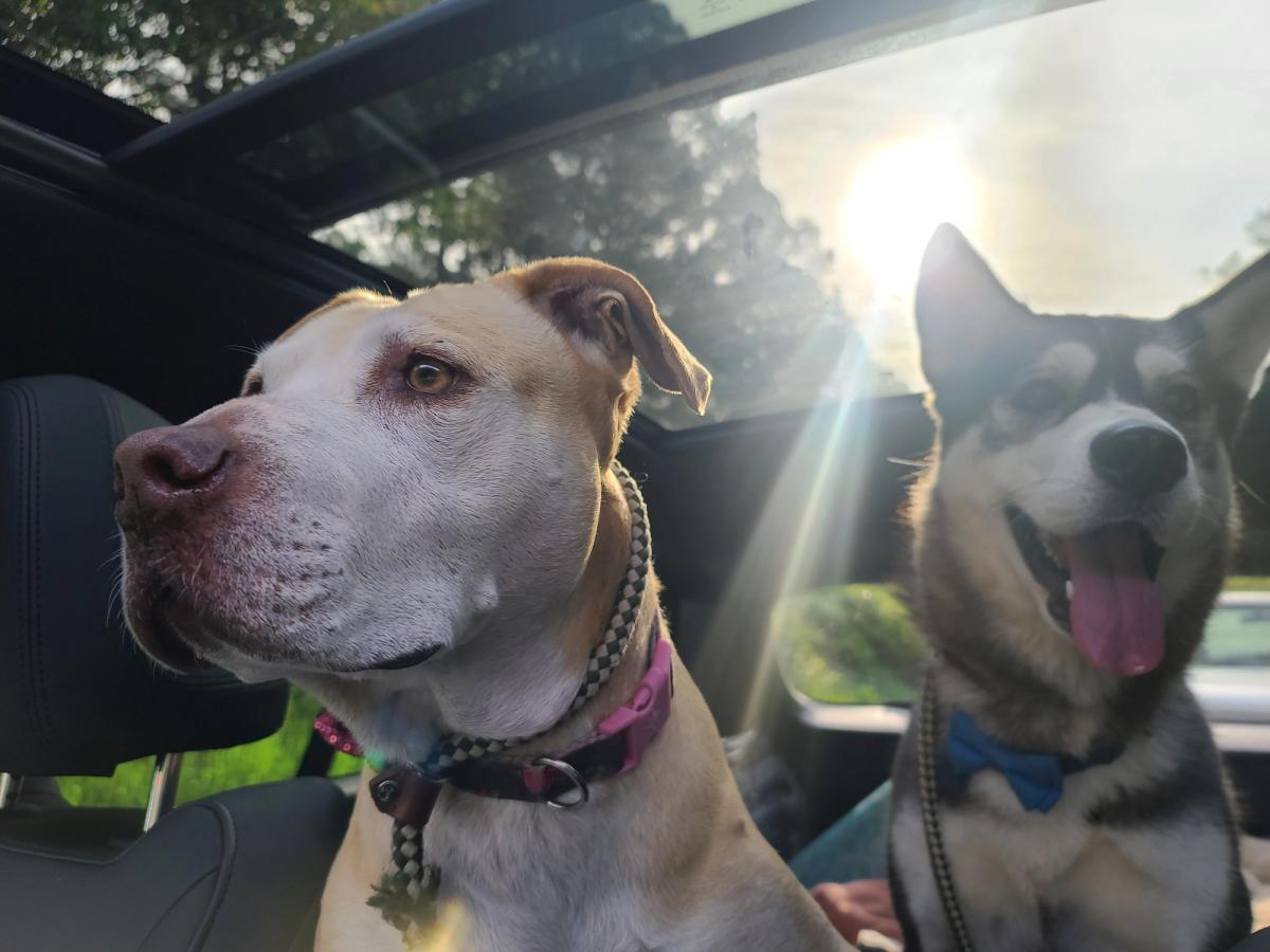 Sales Pitch: Boutique Pet Transportation Services