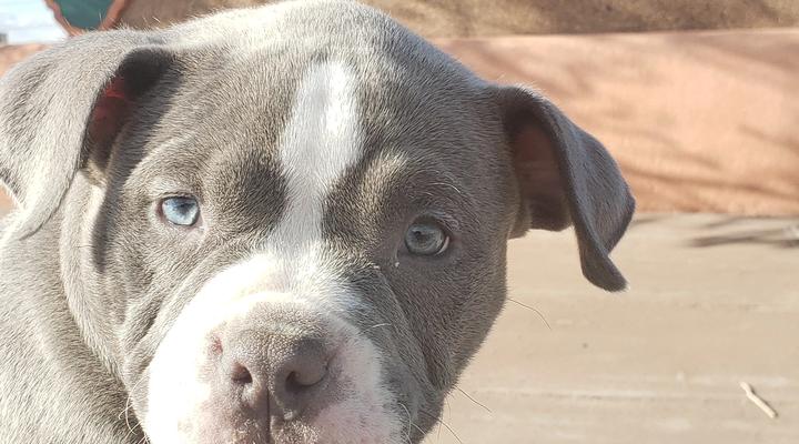 Sales Pitch: Budget tier