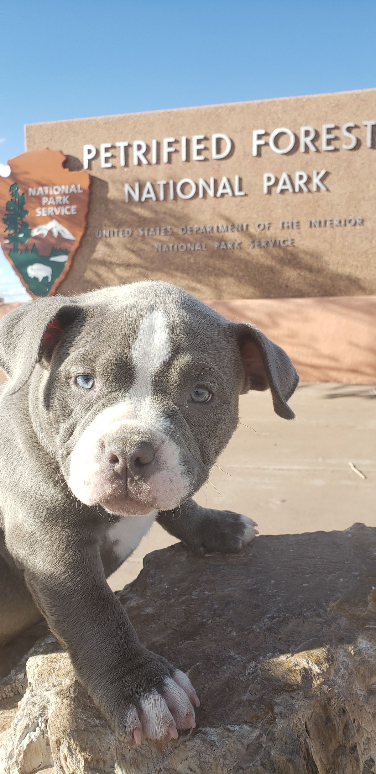 Sales Pitch: Budget tier