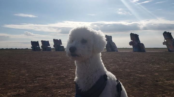 Sales Pitch for Standard solo pet transportation services