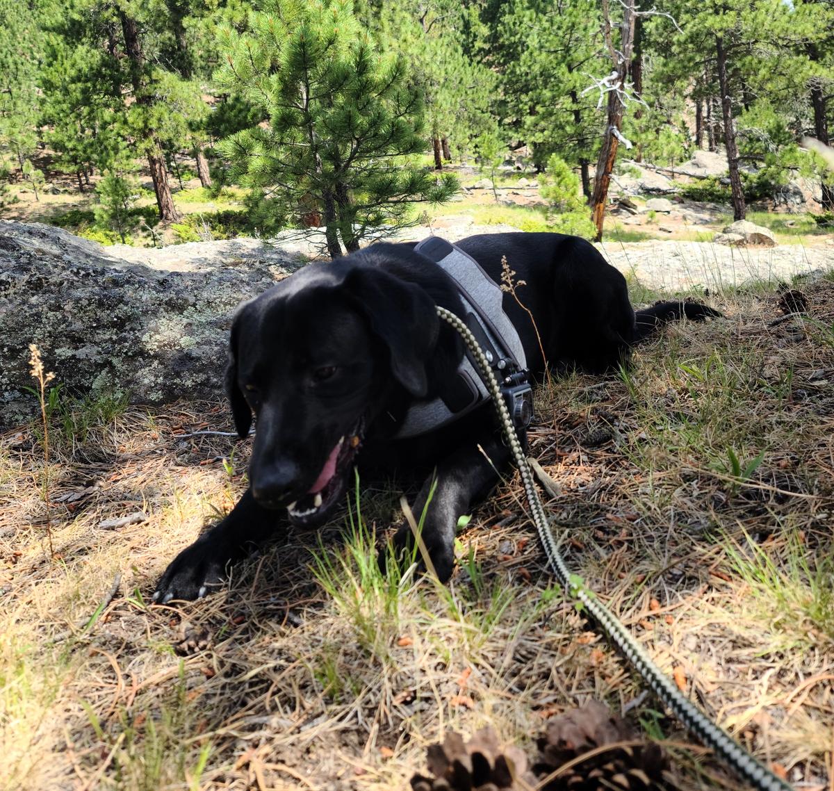 Ensuring Pet Safety during Summer Travel: Tips and Precautions