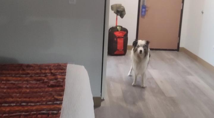 What types of pet friendly hotels I prefer?