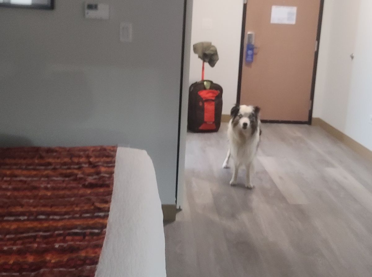 What types of pet friendly hotels I prefer?