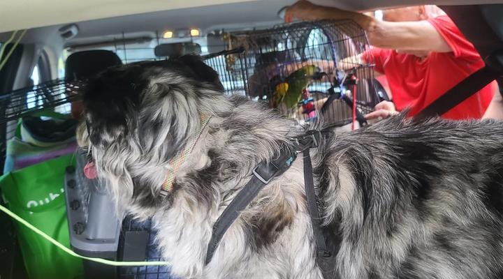 Sales Pitch: Pet Rideshare