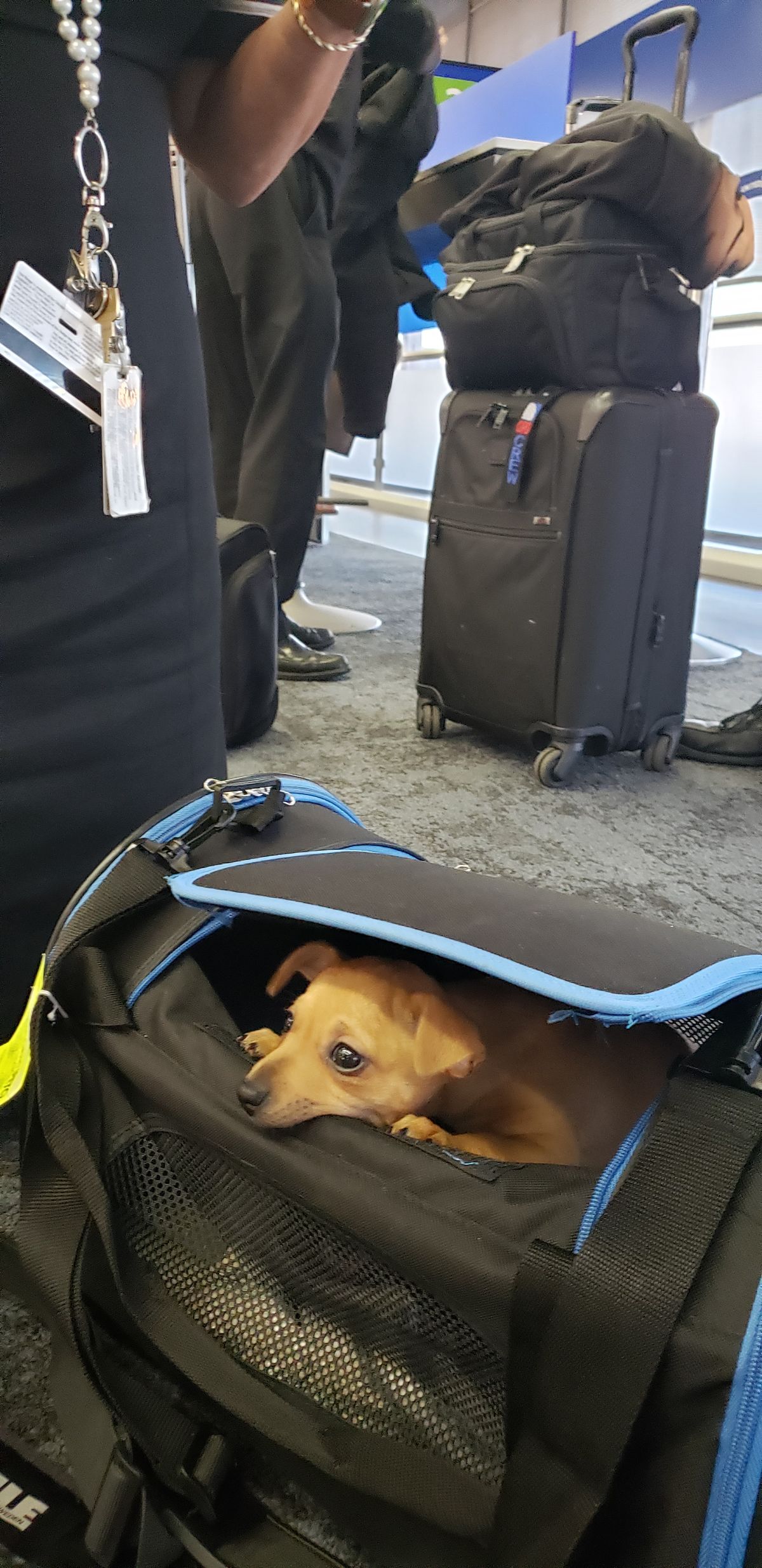 What type of pet transportation does -00t0  Enterprises offer?