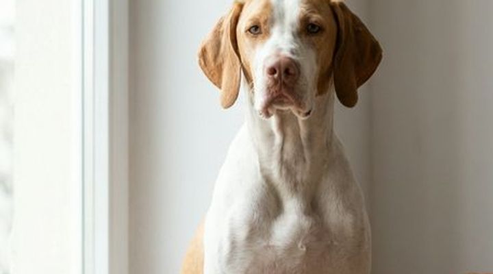 Nemo’s Nose for News: The 2026 EU Travel Shake-Up