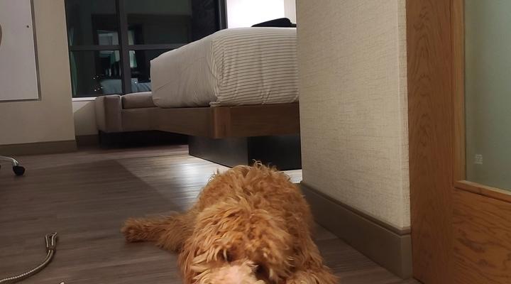 Sales Pitch: VIP Pet Transport Services: 