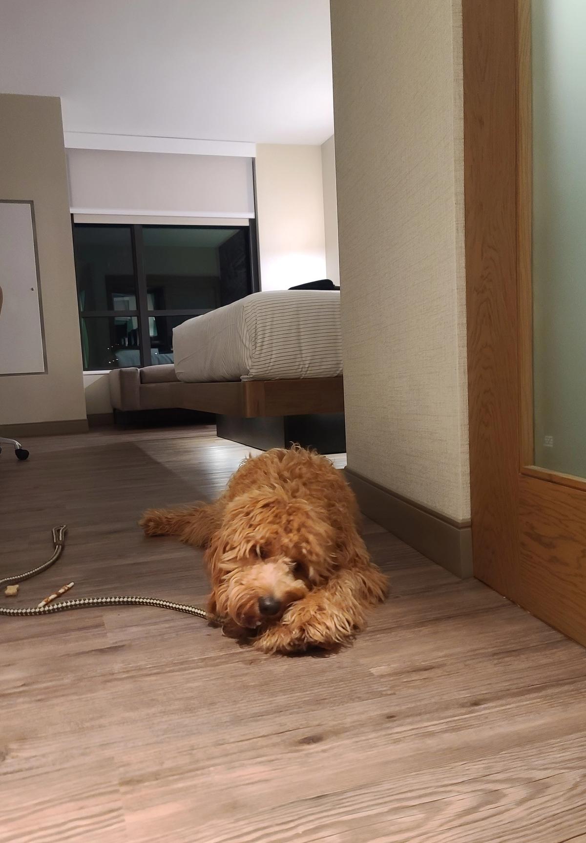 Sales Pitch: VIP Pet Transport Services: 