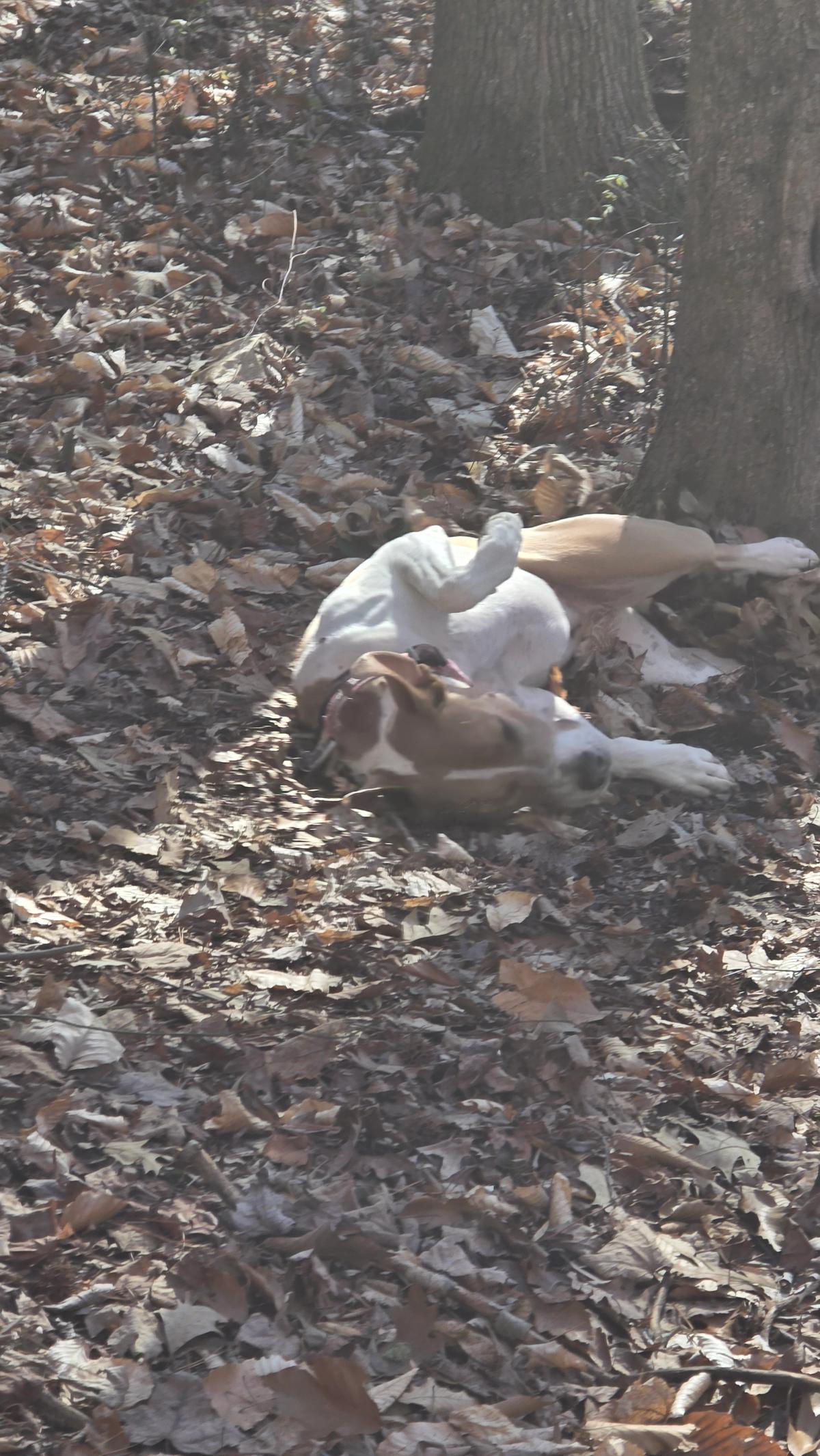 Freddie McQueen in nature