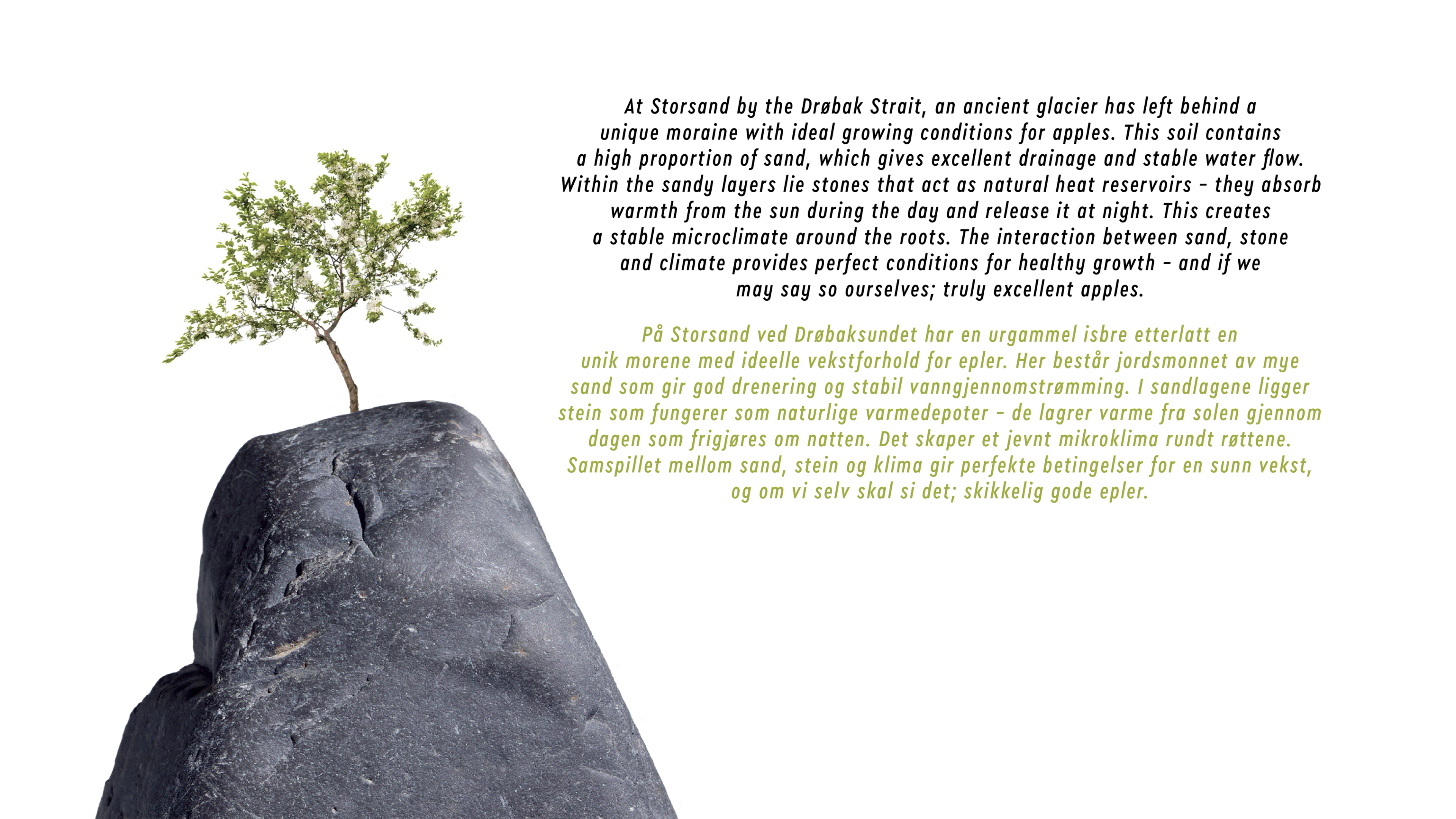 Storsand logosymbol og distinkte merkeelement (sten med lite epletre) med tekst om brennevinsproduktet.